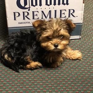 Meet your Posher, Stacey